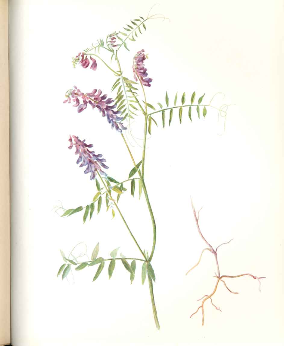 Original Old Antique Print Perrin Ltd Ed 1914 Flowering Plant The Tufted Vetch
