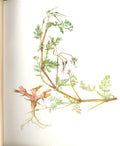 Original Old Antique Print Perrin Ltd Ed 1914 Flowering Plant The Stork'S Bill