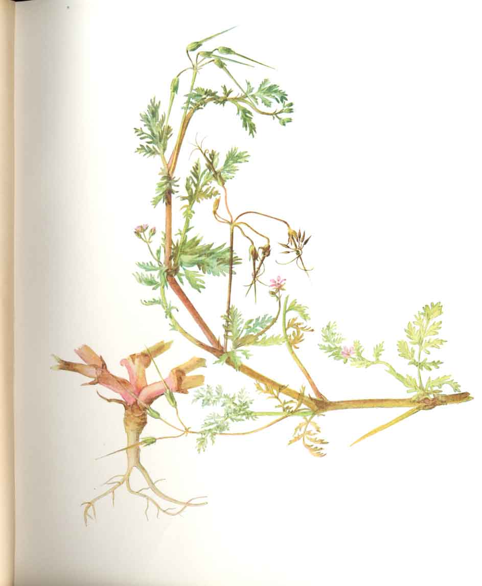 Original Old Antique Print Perrin Ltd Ed 1914 Flowering Plant The Stork'S Bill