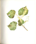 Old Antique Print Perrin Ltd Ed 1914 Flowering Plant Broad Leaved Linden A 20th
