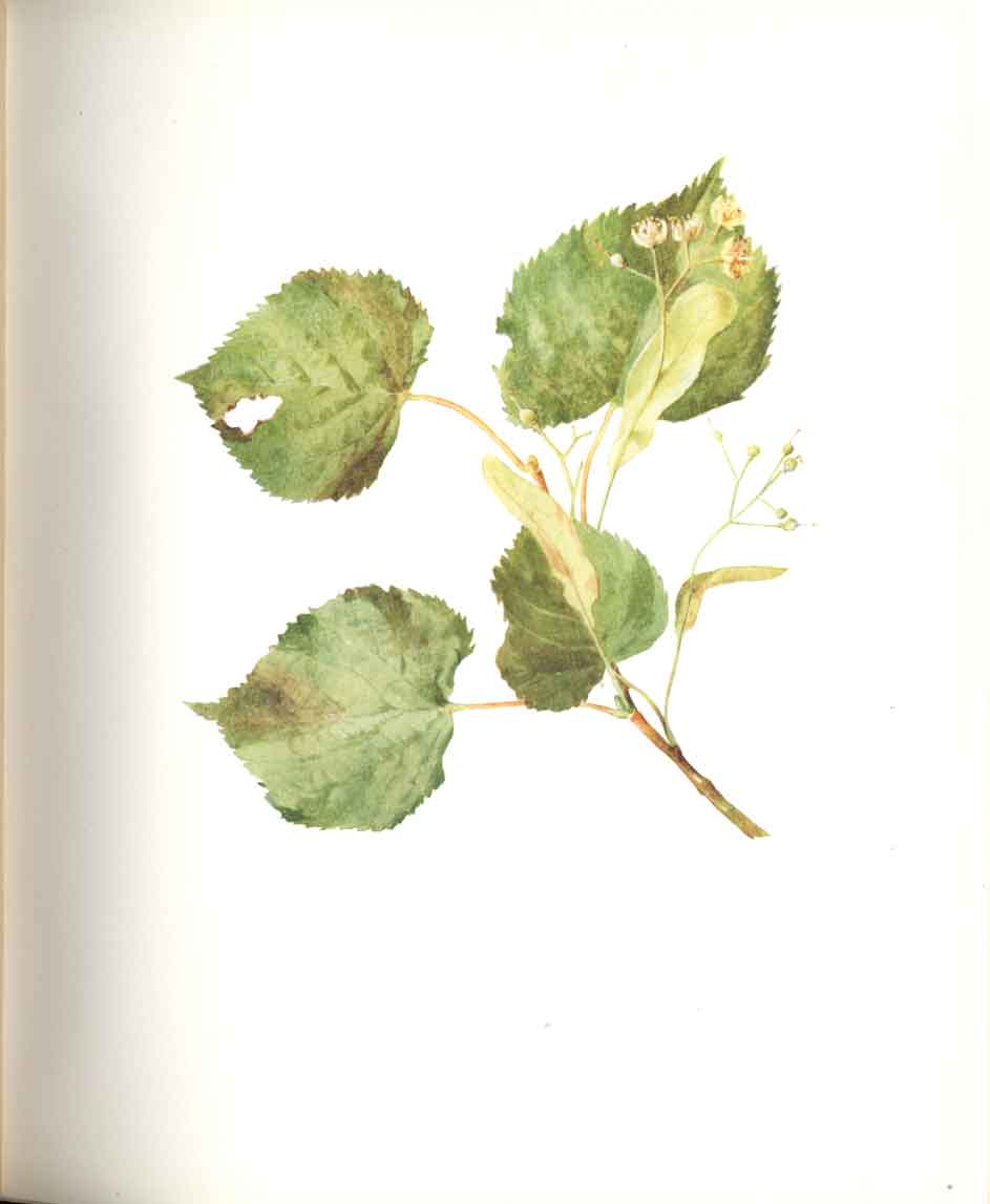 Old Antique Print Perrin Ltd Ed 1914 Flowering Plant Broad Leaved Linden A 20th