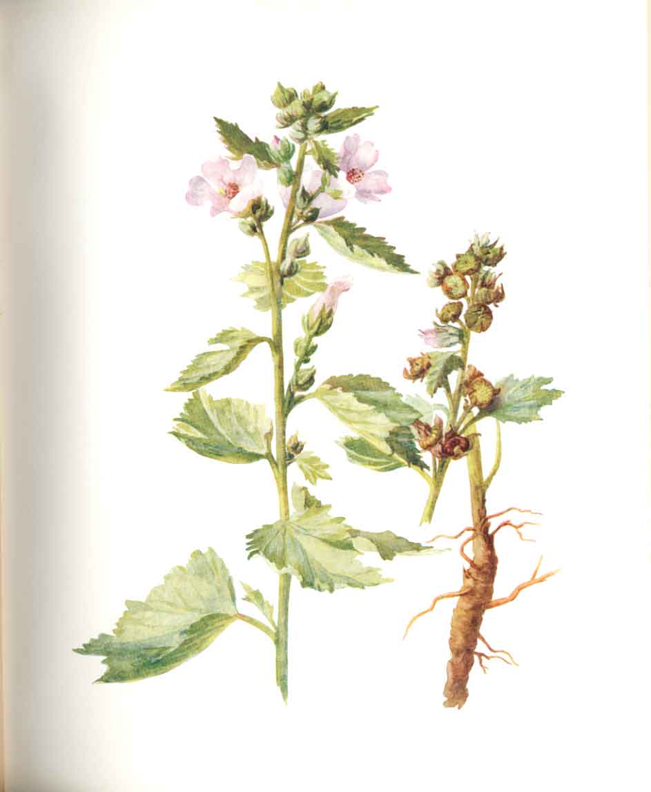 Old Antique Print Perrin Ltd Ed 1914 Flowering Plant The Masrsh Mallow A 20th