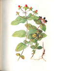 Original Old Antique Print Perrin Ltd Ed 1914 Flowering Plant The Tursan A 20th