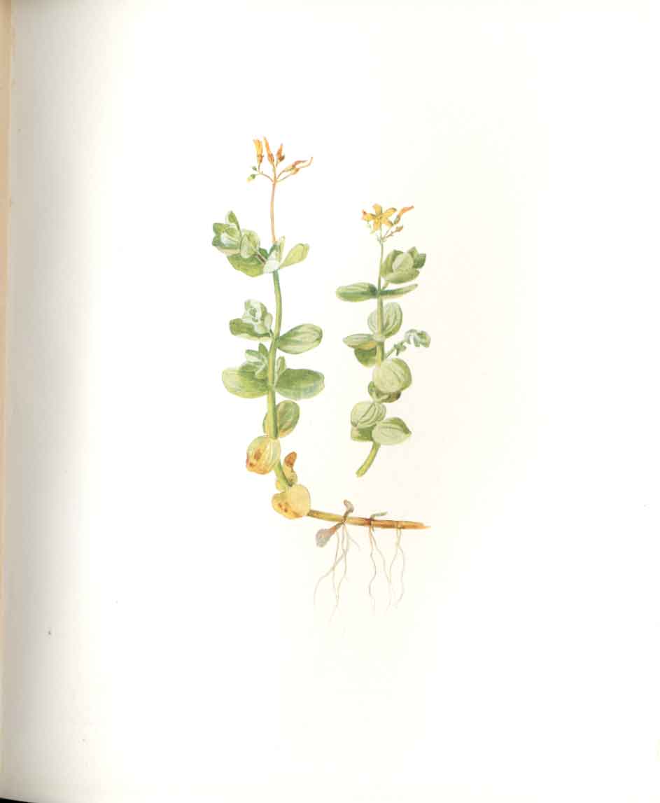 Old Antique Print Perrin Ltd Ed 1914 Flowering Plant Marsh St Johns Wort 20th