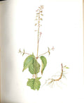 Original Old Antique Print Perrin Ltd Ed 1914 Flowering Enchanters Nightshade