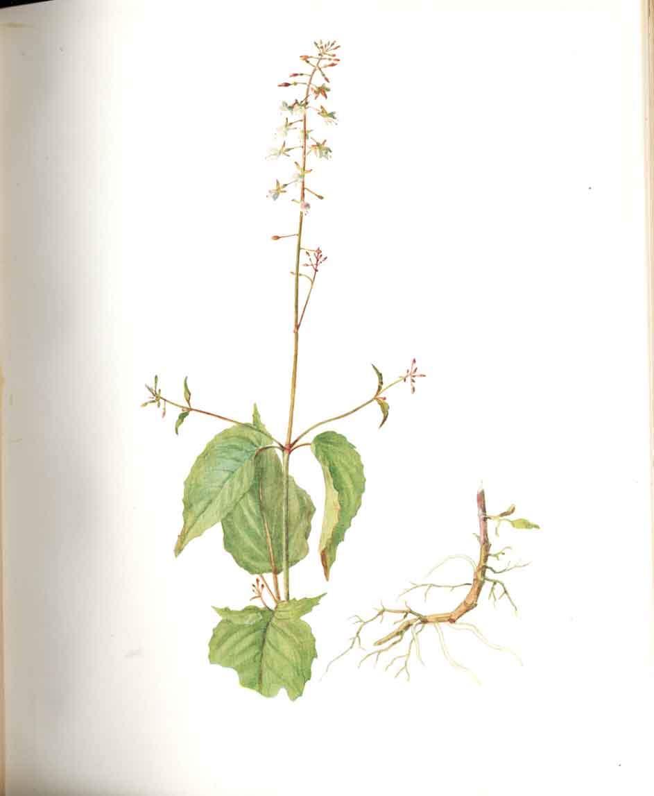 Original Old Antique Print Perrin Ltd Ed 1914 Flowering Enchanters Nightshade