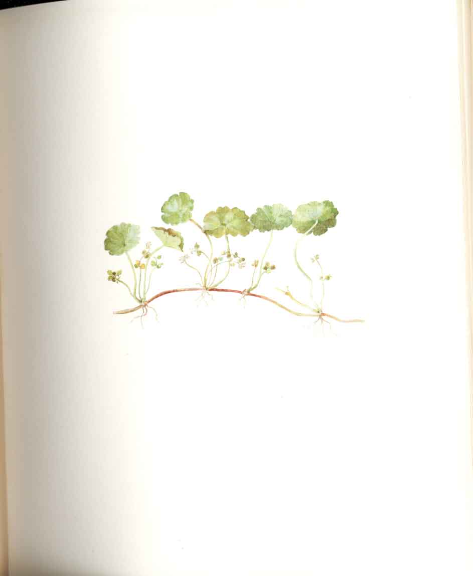 Old Antique Print Perrin Ltd Ed 1914 Flowering Plant The Marsh Pennywort 20th
