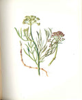 Original Old Antique Print Perrin Ltd Ed 1914 Flowering Plant The Cow Parsnip