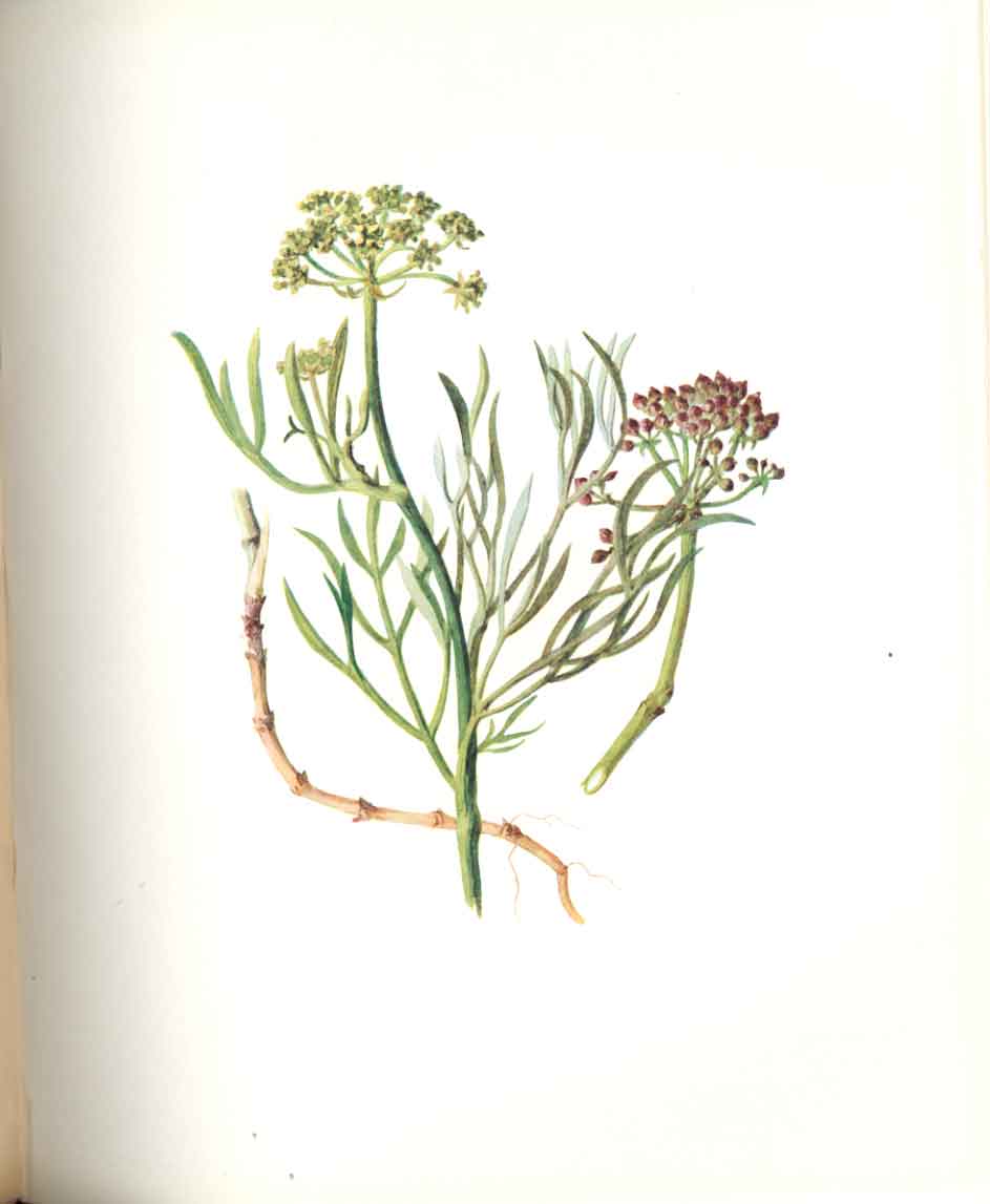 Original Old Antique Print Perrin Ltd Ed 1914 Flowering Plant The Cow Parsnip