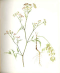 Antique Old Print Perrin Ltd Ed 1914 Flowering Plant Upright Hedge Parsle 20th