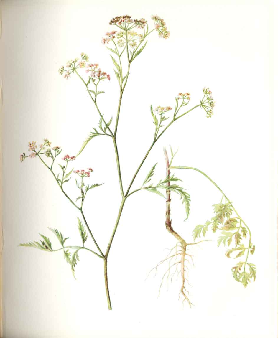 Antique Old Print Perrin Ltd Ed 1914 Flowering Plant Upright Hedge Parsle 20th