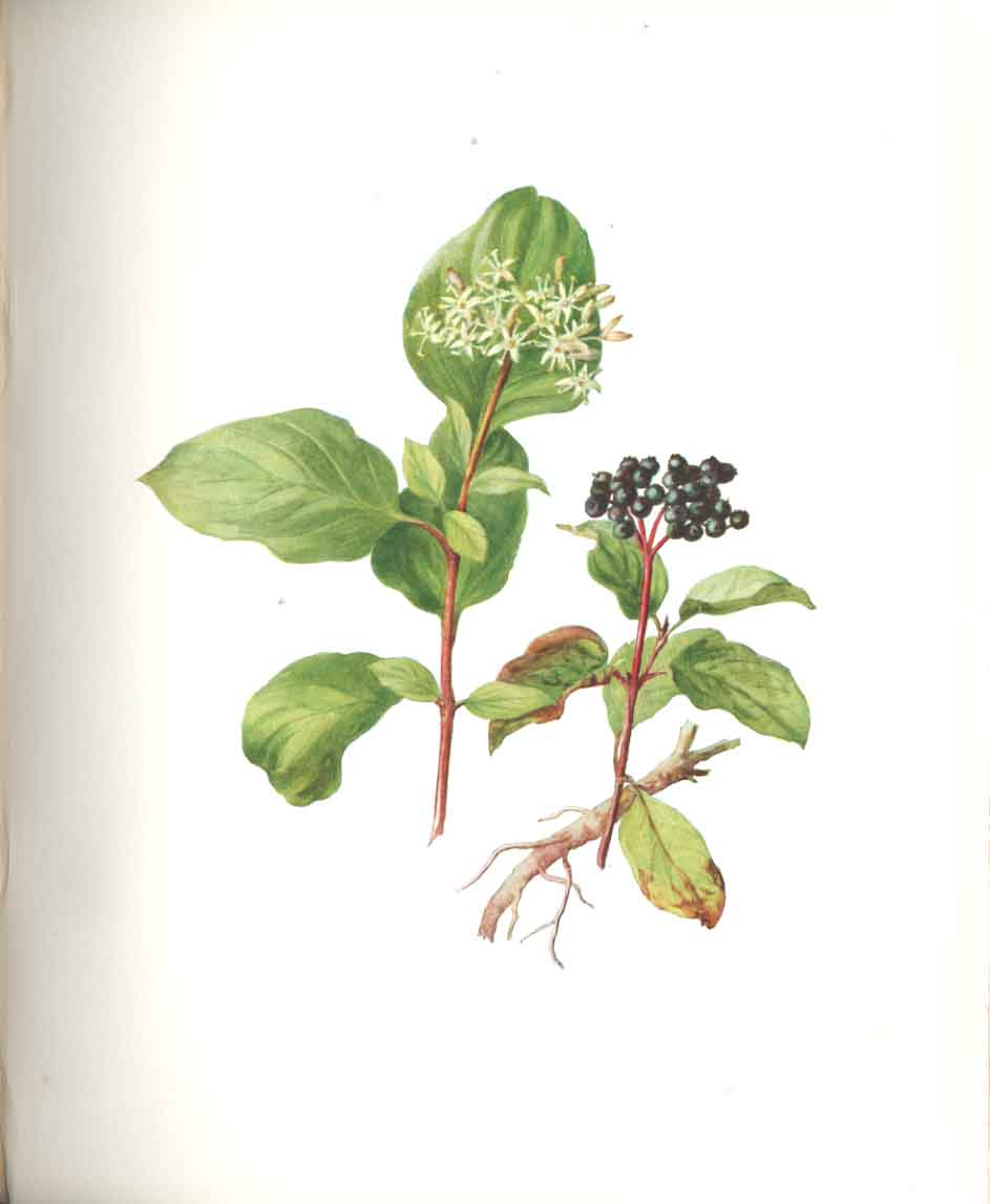 Old Antique Print Perrin Ltd Ed 1914 Analytical Drawings Ivy & Parsley 20th