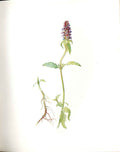 Original Old Antique Print Perrin Ltd Ed 1914 Flowering Plant Self Heal 20th