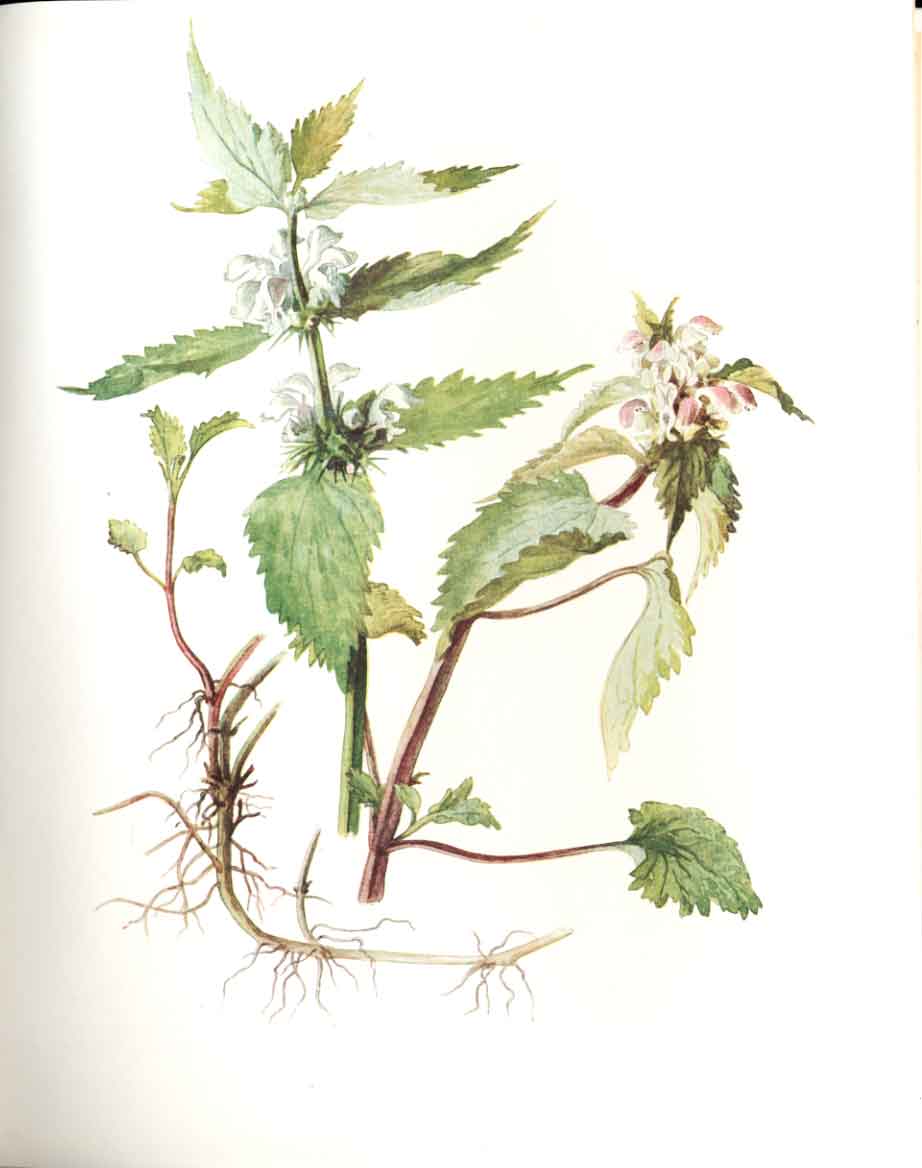 Old Antique Print Perrin Ltd Ed 1914 Flowering Plant White Dead Nettle 20th