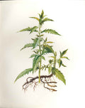 Original Old Antique Print Perrin Ltd Ed 1914 Flowering Plant The Gipsy Wort