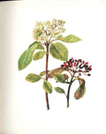Old Antique Print Perrin Ltd Ed 1914 Flowering Plant The Wayfaring Tree 20th