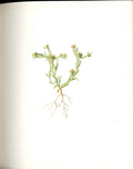 Old Antique Print Perrin Ltd Ed 1914 Flowering Plant The Common Cudweed 20th