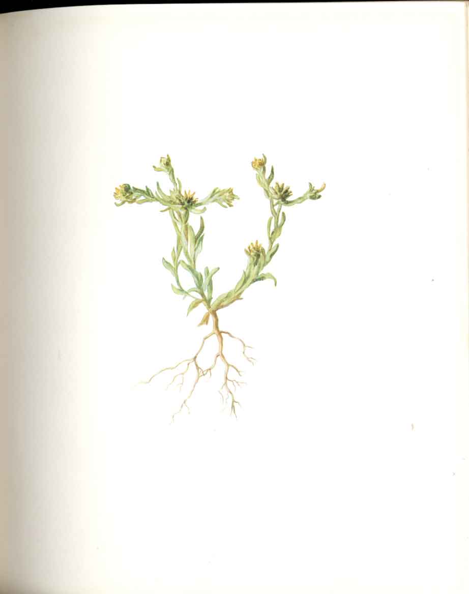 Old Antique Print Perrin Ltd Ed 1914 Flowering Plant The Common Cudweed 20th