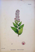 Original Old Antique Print Willow-Leaved Plant Flower Colour Fine Art C18 19th