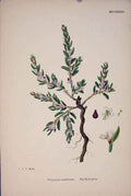 Original Old Antique Print Sea Knot-Grass Flower Plant Fine Art 18 19th Century
