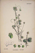 Original Old Antique Print Flax Dodder Flower Plant Colour Ar