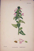 Original Old Antique Print Upright Lousewort Flower Plant Colour 187Victorian