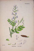 Original Old Antique Print Wood Vetch Flower Plant Colour Fine A