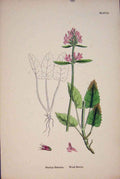 Original Old Antique Print Etony Flwoer Plant Colour Art