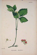 Original Old Antique Print Stone Bramble Flower Plant Colour C187Victorian