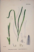 Original Old Antique Print Grass-Wrack Flower Plant Colour Fine Art 18 19th