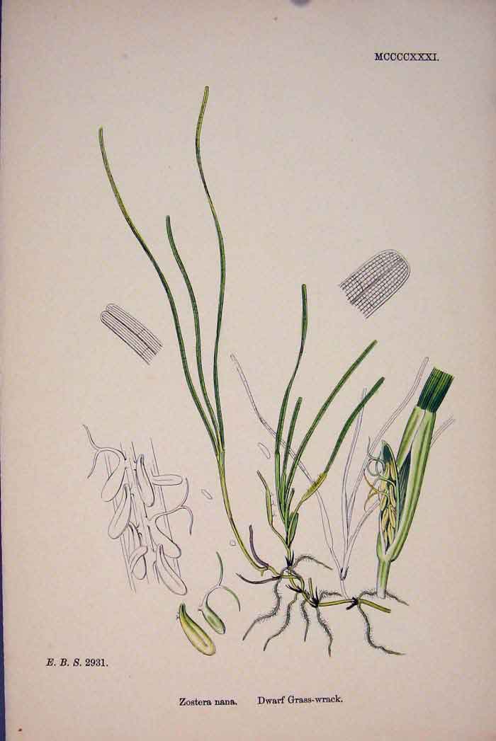 Original Old Antique Print Gwarf Grass-Wrack Flower Plant Colour Prin