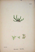 Original Old Antique Print Mossy Tillaea Flower Plant Colour Art C1878 19th