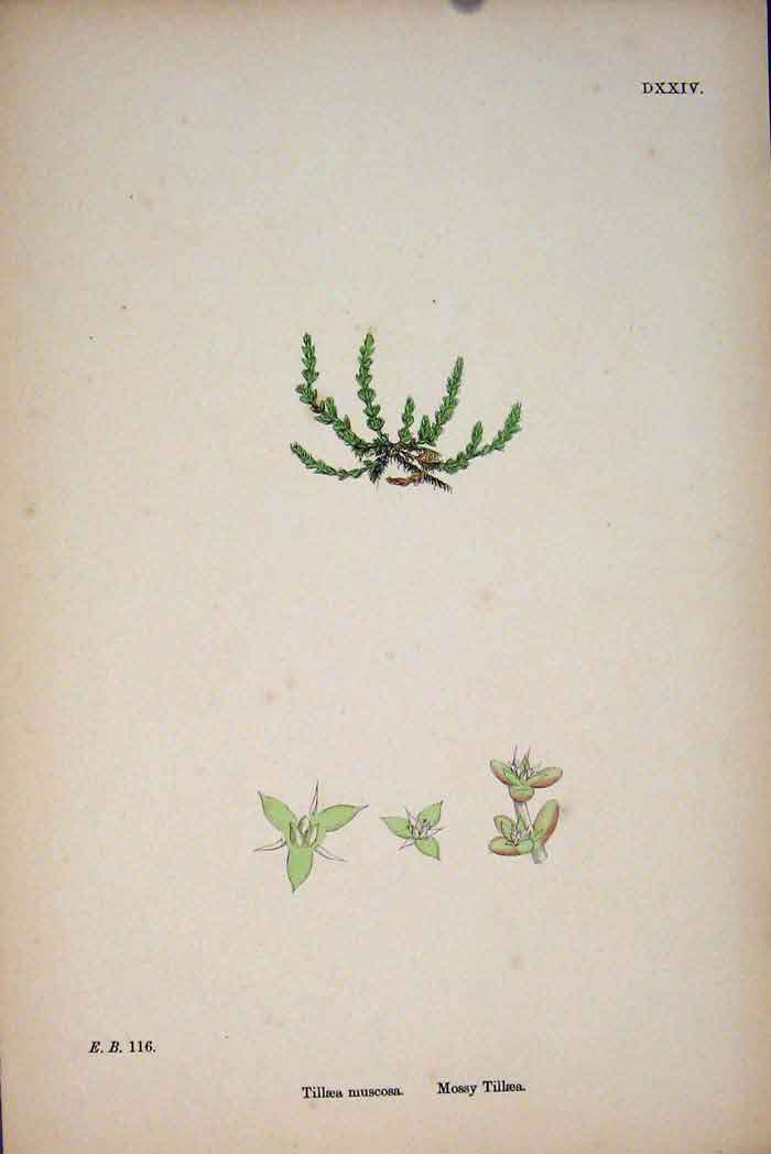 Original Old Antique Print Mossy Tillaea Flower Plant Colour Art C1878 19th