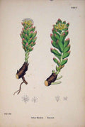 Original Old Antique Print Rose-Root Colour Flower Plant Fine Art