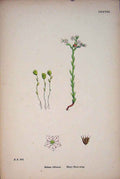 Original Old Antique Print Hairy Stone-Crop Plant Flower Colour C1878 19th