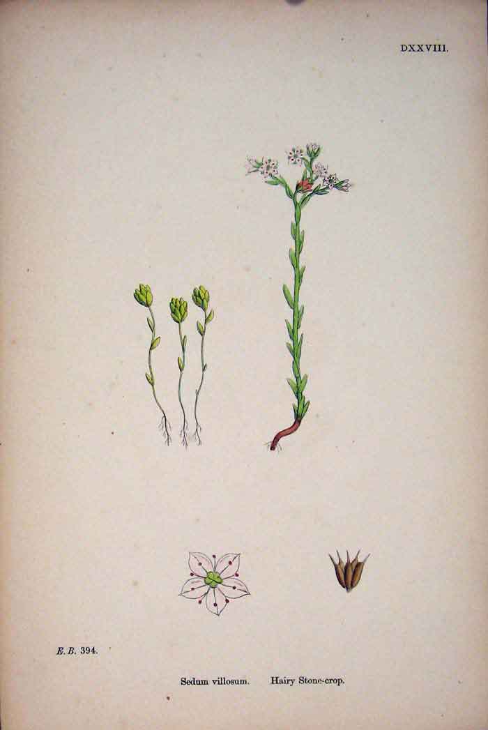 Original Old Antique Print Hairy Stone-Crop Plant Flower Colour C1878 19th