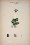 Original Old Antique Print Lustered Flower Plant Colour Fine Art C1878 19th
