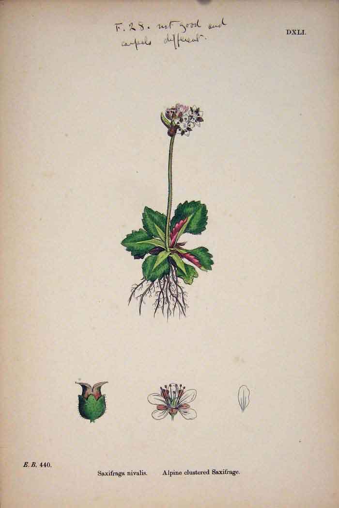 Original Old Antique Print Lustered Flower Plant Colour Fine Art C1878 19th