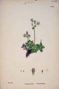 Original Old Antique Print Starry Saxifrage Plant Flower Colour