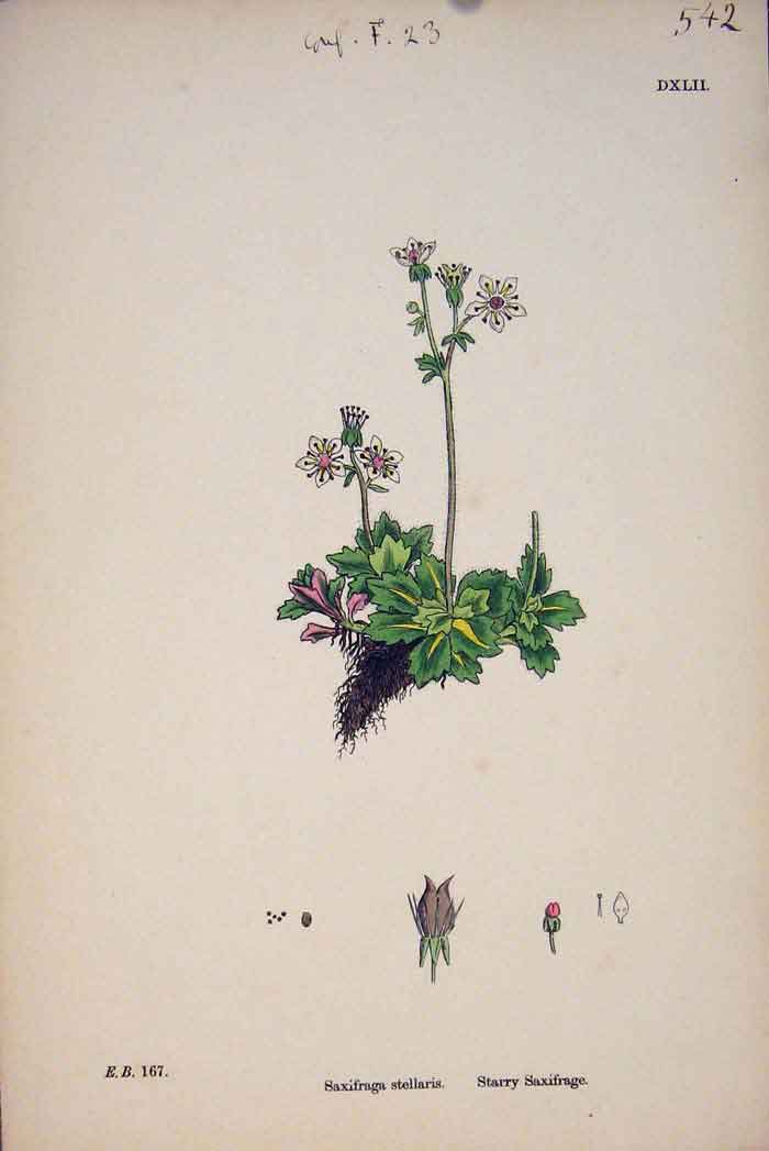 Original Old Antique Print Starry Saxifrage Plant Flower Colour
