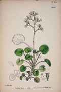 Original Old Antique Print -Leaved Lond Pride Plant Flower Colour 1878 19th