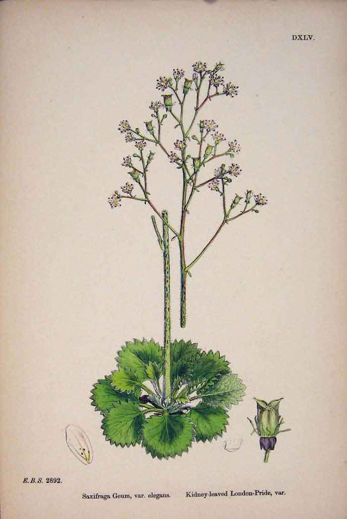 Original Old Antique Print London Pride Flower Plant Colour Fine Art C1878