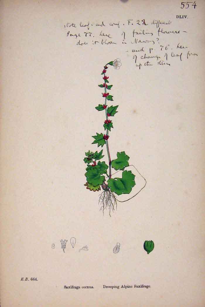 Original Old Antique Print Droopiung Alpine Flower Colour Plant C1878 Victorian