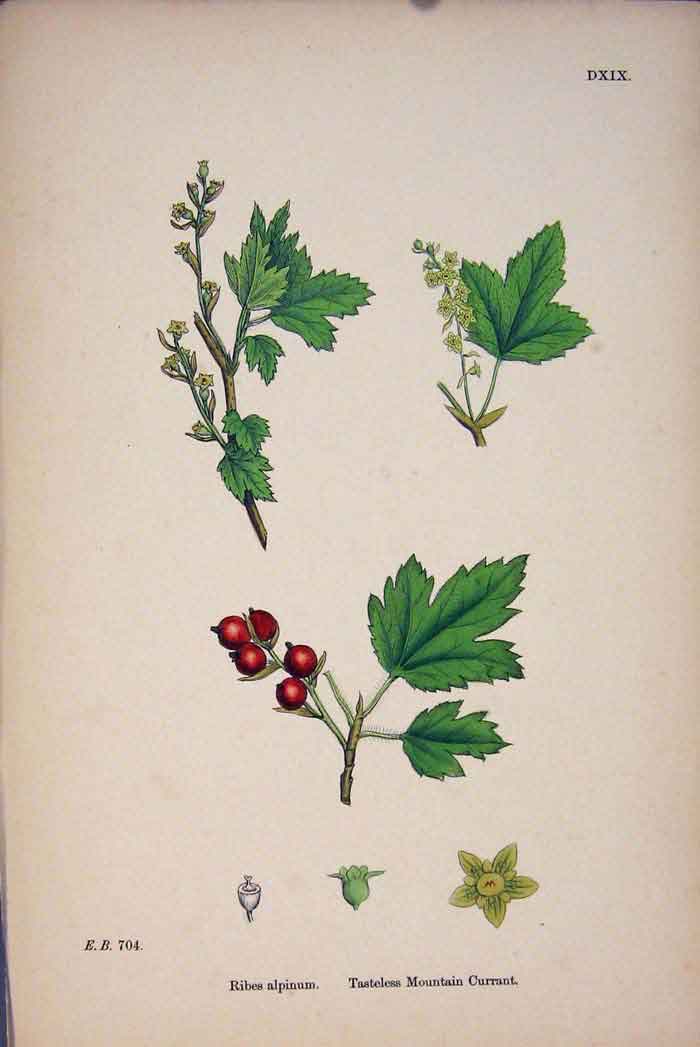 Original Old Antique Print Ess Mountain Current Flower Plant Fruit
