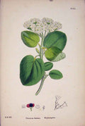 Original Old Antique Print Wayfaring-Tree Flower Plant Colour Fine Art 18 19th