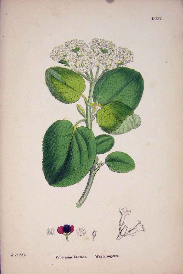 Original Old Antique Print Wayfaring-Tree Flower Plant Colour Fine Art 18 19th