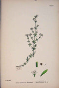 Original Old Antique Print Edstraw Flower Plant Colour Fine Art 1878 Victorian