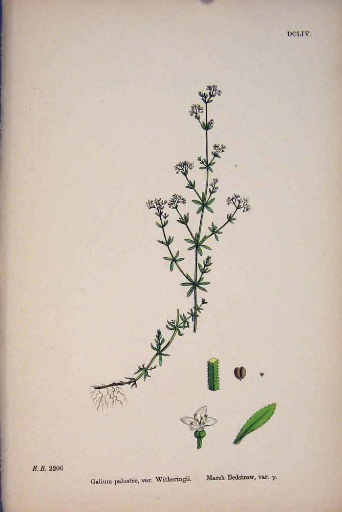 Original Old Antique Print Edstraw Flower Plant Colour Fine Art 1878 Victorian