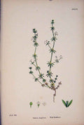 Original Old Antique Print Wall Bedstraw Flower Plant Colour Art C187 Victorian