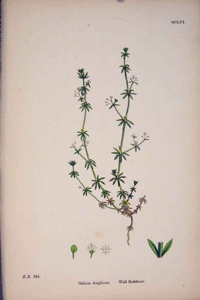 Original Old Antique Print Wall Bedstraw Flower Plant Colour Art C187 Victorian
